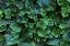 Picture of GREAT SCENTED LIVERWORT PLANT LEAVES