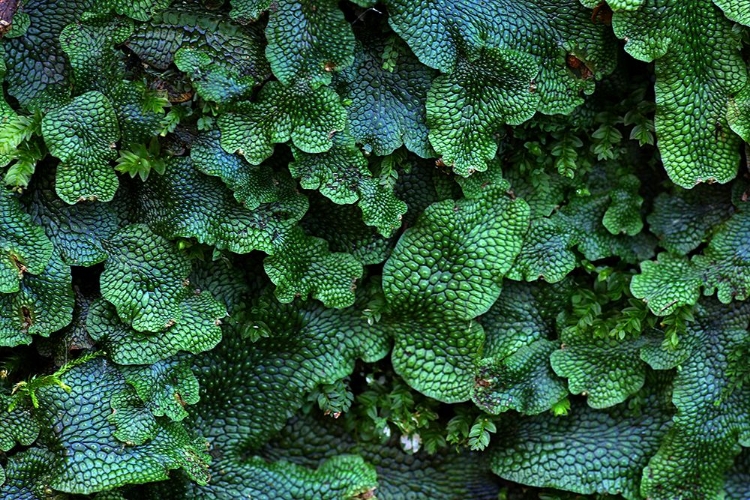 Picture of GREAT SCENTED LIVERWORT PLANT LEAVES