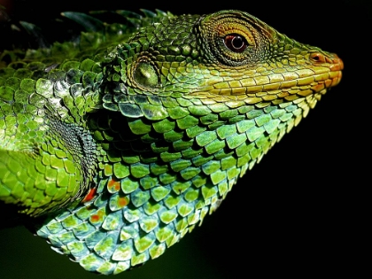 Picture of GREEN IGUANA BEST SIDE