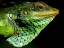 Picture of GREEN IGUANA BEST SIDE