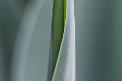 Picture of GREEN NATURE