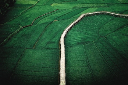 Picture of GREEN RICE FIELDS IN MANGUNAN YOGYAKARTA, INDONESIA