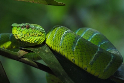 Picture of GREEN SNAKE