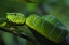Picture of GREEN SNAKE