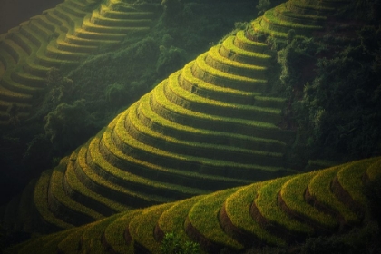 Picture of GREEN TERRACES