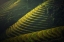 Picture of GREEN TERRACES