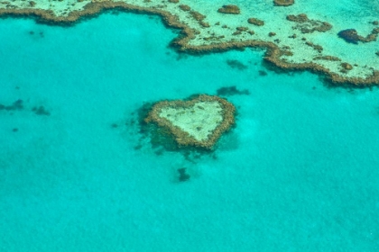 Picture of HEART SHAPE CORAL REEF