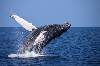 Picture of HUMPBACK WHALE