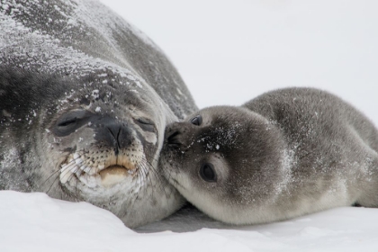 Picture of BABY SEAL LOVE