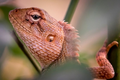 Picture of IGUANA BEST SIDE