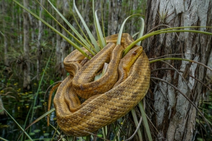 Picture of JAMAICAN BOA