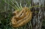 Picture of JAMAICAN BOA
