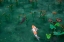 Picture of JAPANESE KOI
