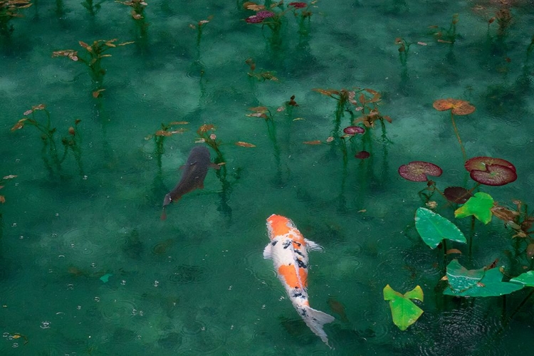 Picture of JAPANESE KOI