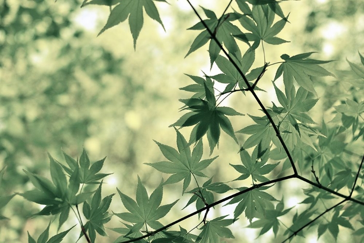 Picture of JAPANESE MAPLE TREE