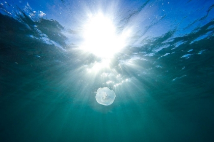 Picture of JELLYFISH AT BONDI BEACH