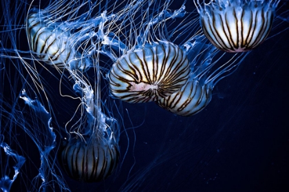 Picture of JELLYFISH IN BLUE I