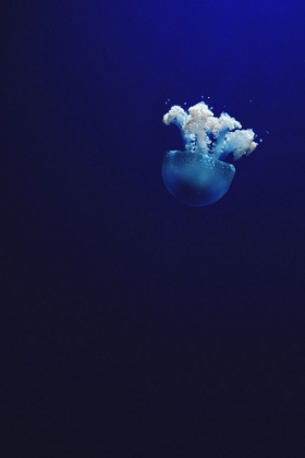 Picture of JELLYFISH IN BLUE II