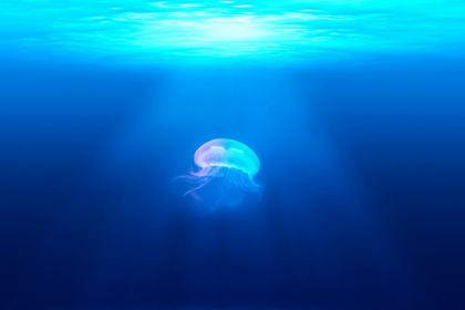 Picture of JELLYFISH IN BLUE III