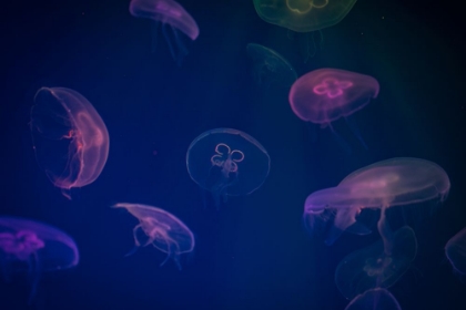 Picture of JELLYFISH IN BLUE V