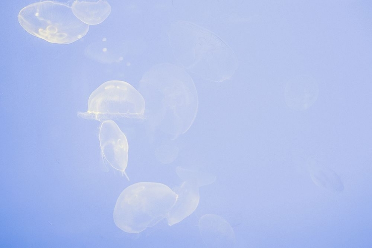 Picture of JELLYFISH IN LA ROCHELLE