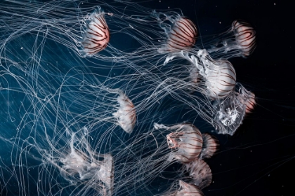 Picture of JELLYFISH IN THE DEEP