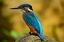 Picture of KINGFISHER