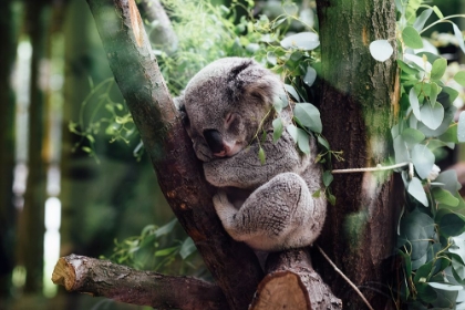 Picture of KOALA NAPPING