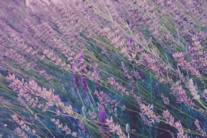 Picture of LAVENDER FIELD