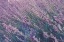 Picture of LAVENDER FIELD