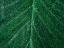 Picture of LEAFY GREEN