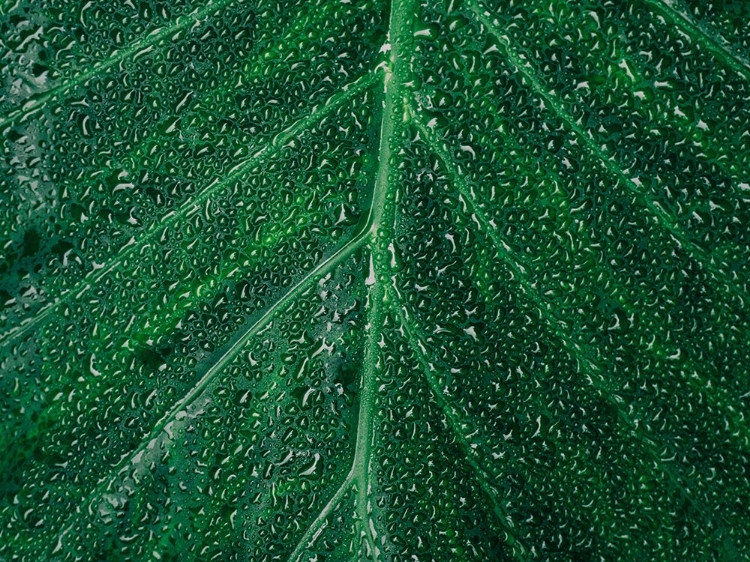 Picture of LEAFY GREEN