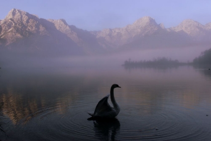 Picture of LONE SWAN