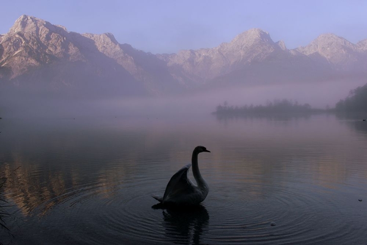 Picture of LONE SWAN