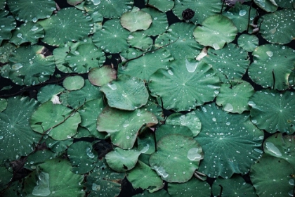 Picture of LOTUS LEAVES IN RAIN