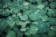 Picture of LOTUS LEAVES IN RAIN