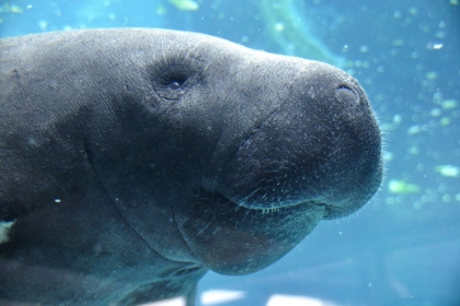 Picture of MANATEE CLOSE UP