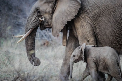 Picture of MOTHER AND BABY ELEPHANT
