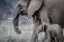 Picture of MOTHER AND BABY ELEPHANT