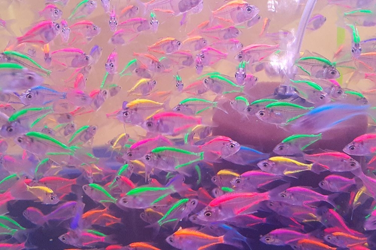 Picture of NEON FISH