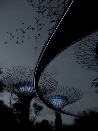 Picture of NIGHT MOOD SUPERTREE GROVE IN SINGAPORE