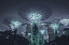 Picture of NIGHT SHOW SUPERTREE GROVE IN SINGAPORE