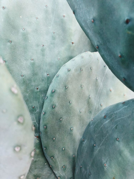 Picture of OPUNTIA CACTUS, ARIZONA