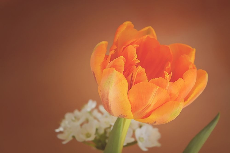 Picture of ORANGE TULIP