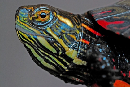 Picture of PAINTED TURTLE BEST SIDE