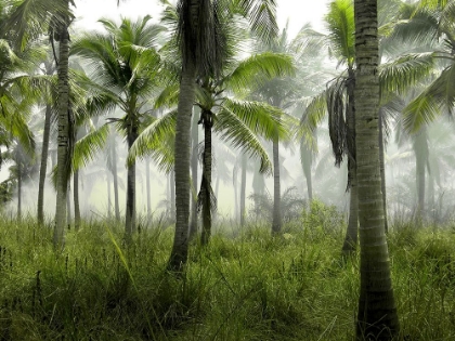 Picture of PALMS IN MORNING