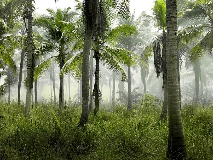 Picture of PALMS IN MORNING