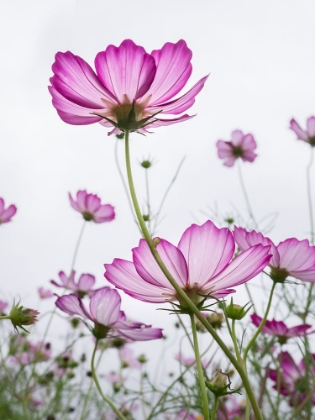 Picture of PINK COSMOS I