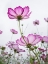 Picture of PINK COSMOS I