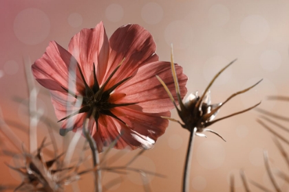 Picture of PINK COSMOS II